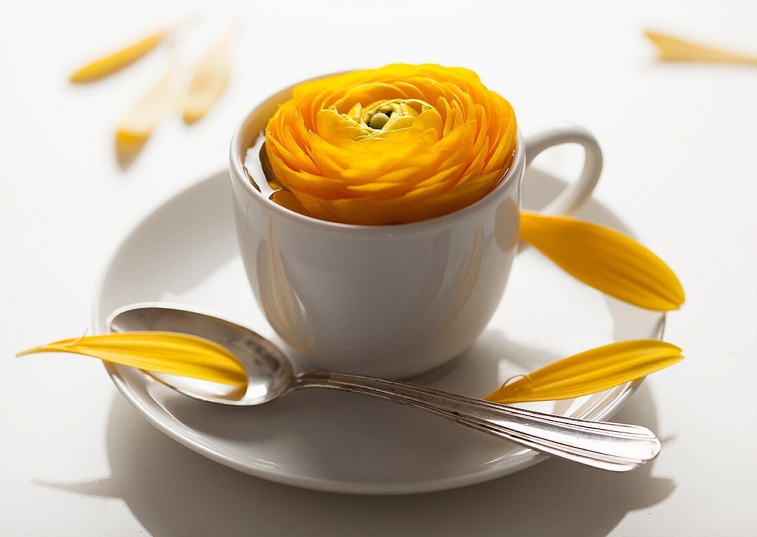 Yellow ranunculus in white mocha cup