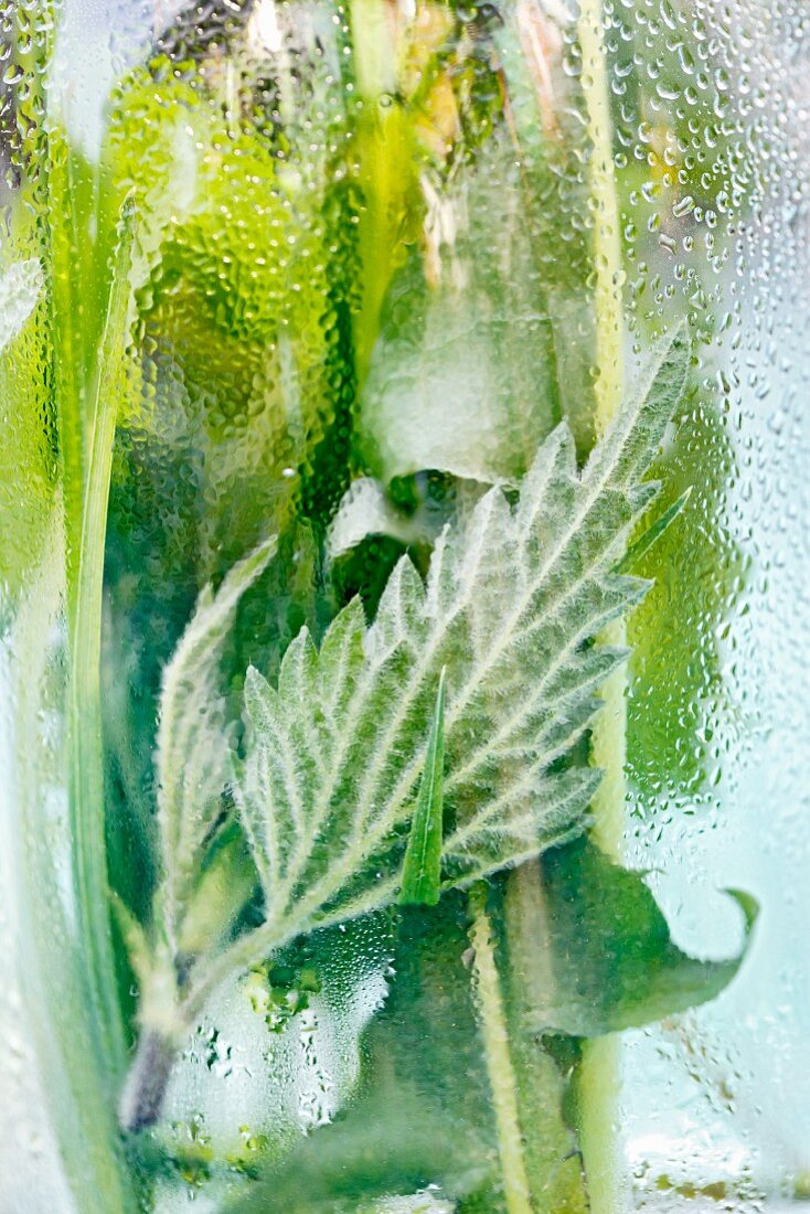 Stinging nettles, wheatgrass and dandelion behind glass