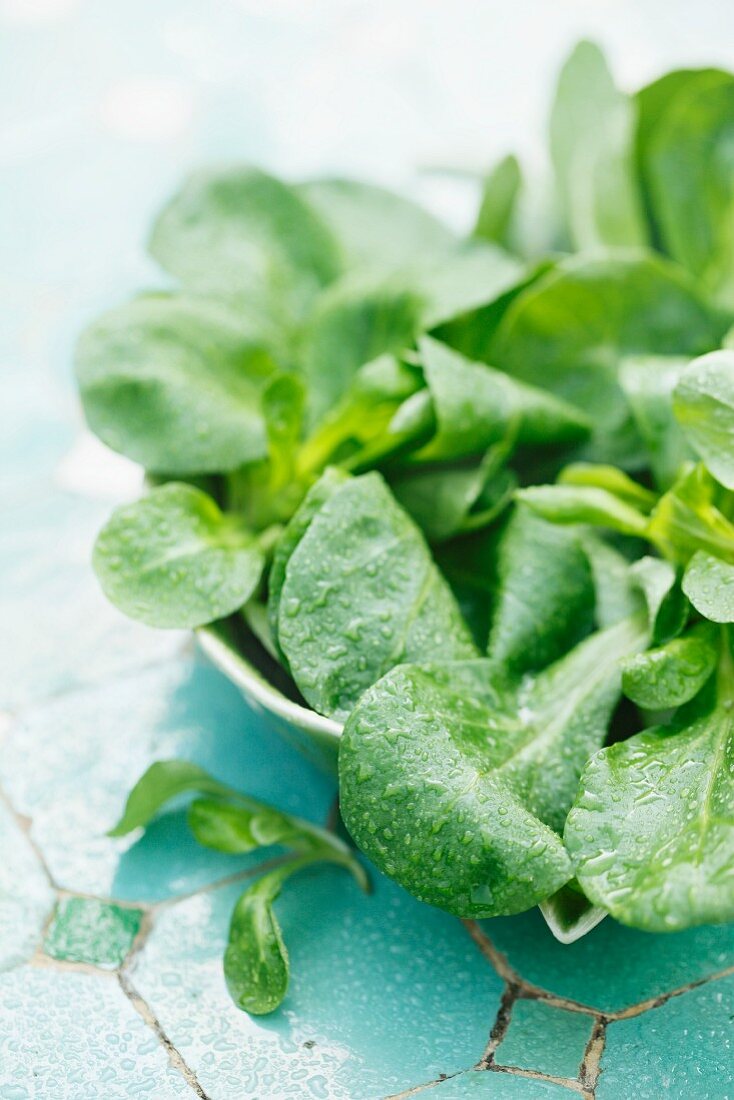 Frischer Feldsalat mit Wassertropfen