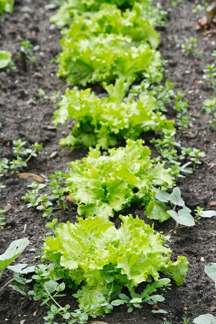 Timo lettuces in a field