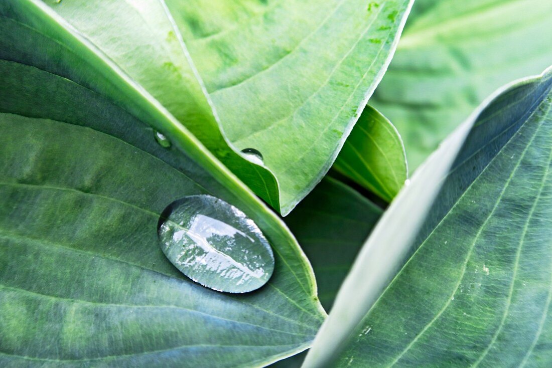 Wassertropfen auf Blatt