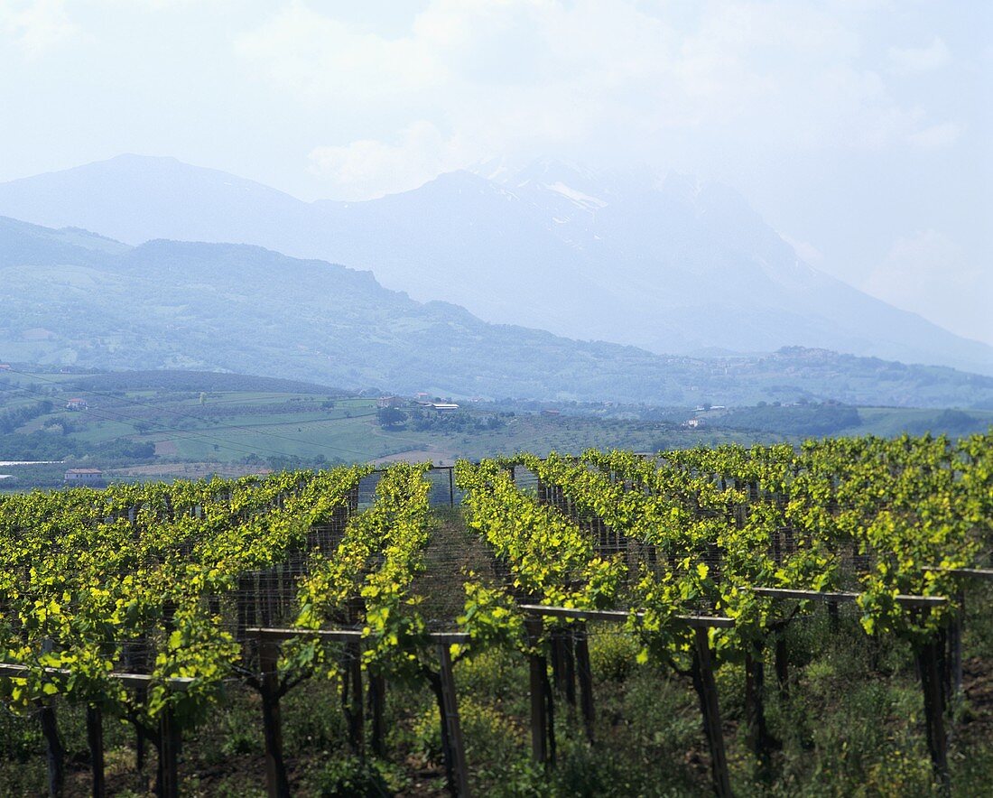 Weinberg nahe Penne, DOC Montepulciano d'Abruzzo, Abruzzen