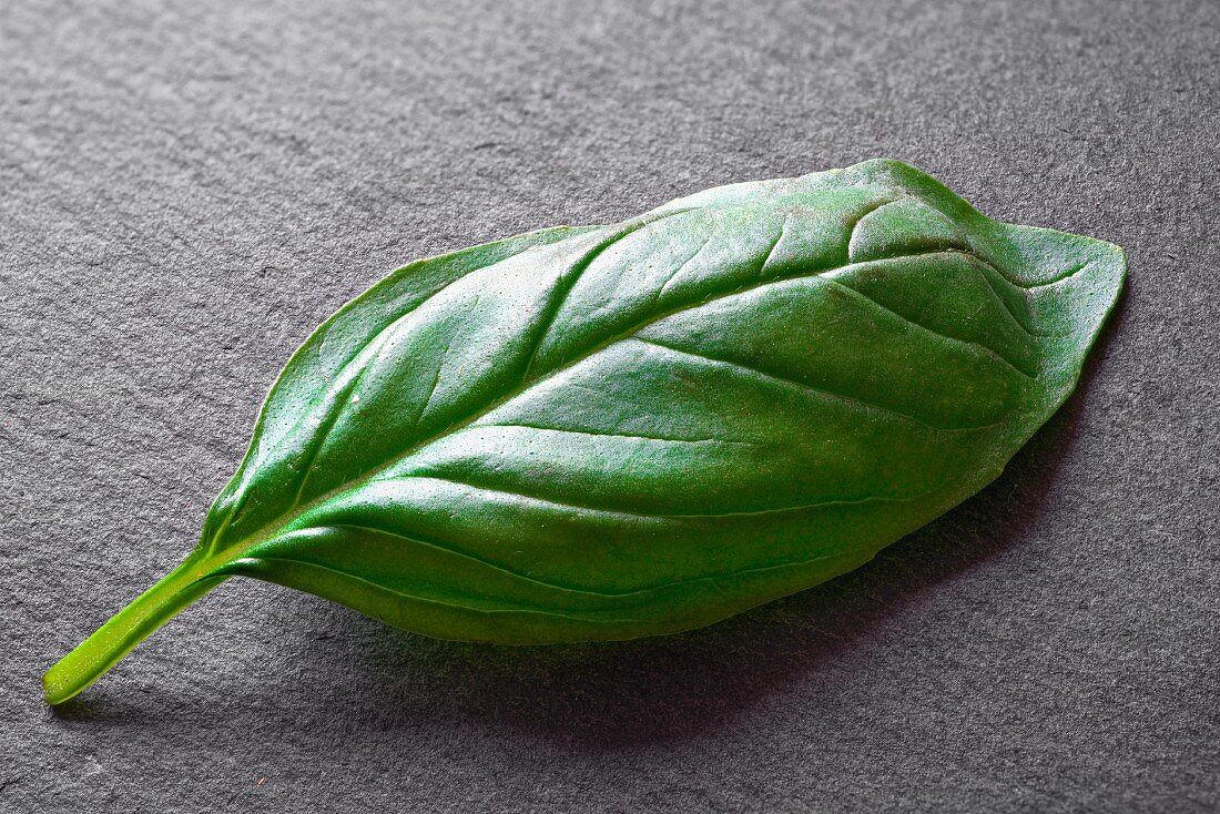 A basil leaf on a slate surface