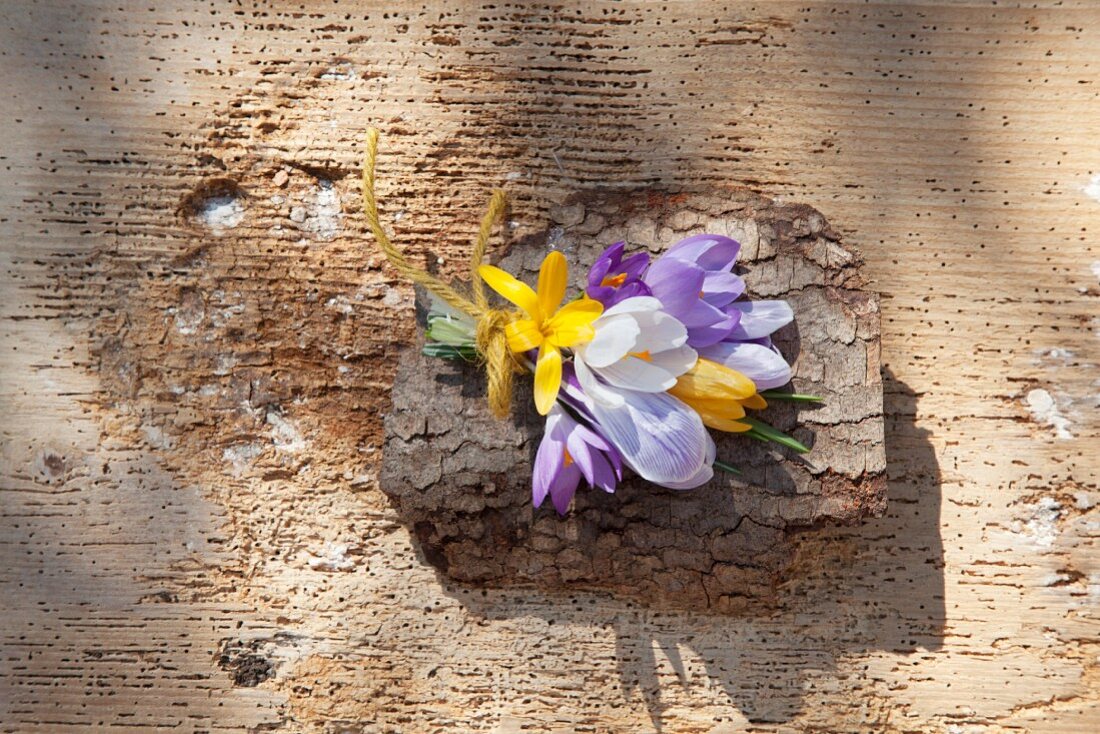 Zartes Blumensträußchen mit Krokussen auf Baumrinde