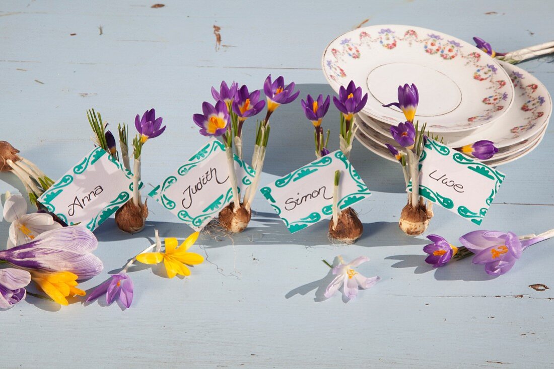 Decorative name tags, flower bulbs and purple crocuses next to stacked plates