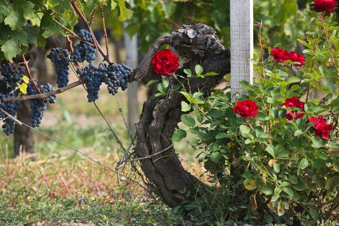 Blaue Trauben an der Rebe und blühende rote Rosen