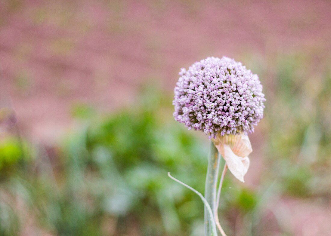 An onion flower (close-up)