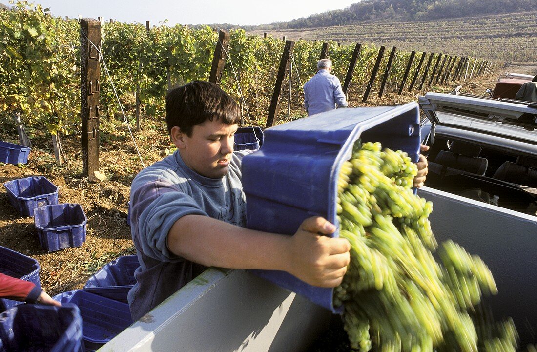 Vintage for Tokay, the legendary Hungarian sweet wine