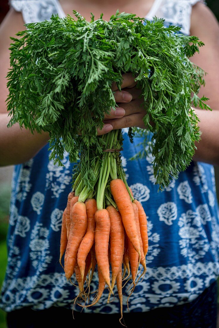 Frau hält ein Bündel Karotten