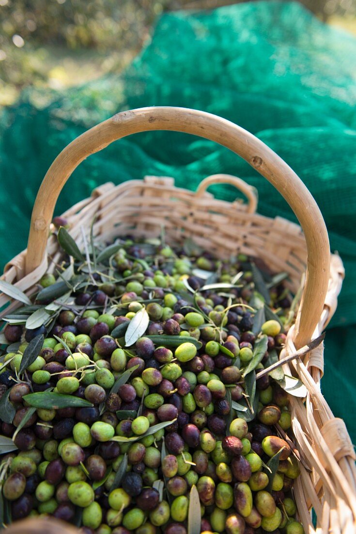 Oliven im Flechtkorb