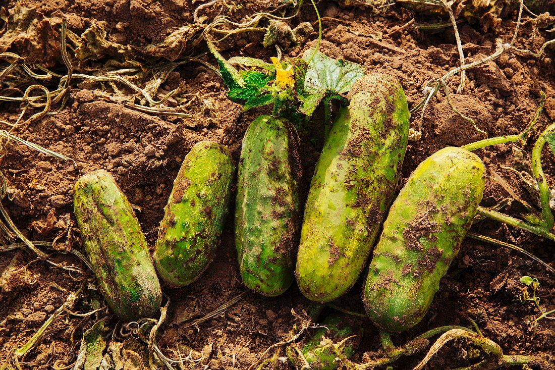 Freshly harvested cucumbers in a field