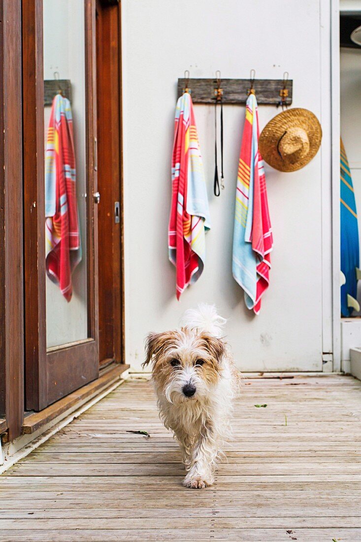 Kleiner Hund auf Holzterrasse, im Hintergrund Hakenleiste mit Badetüchern und Stohhut