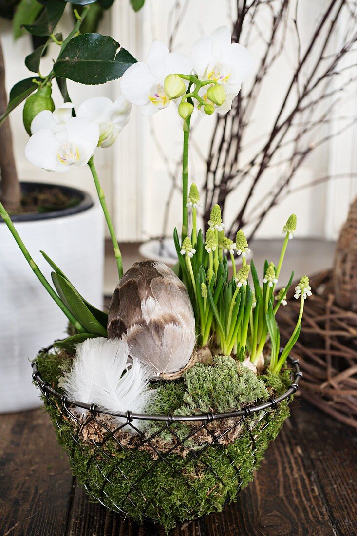 Easter nest of orchids and grape hyacinths in metal basket