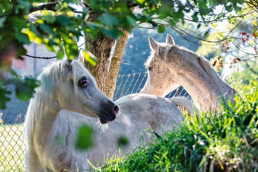 Young horses in a meadow near Vesio, Tremosine, Lake Garda, Italy