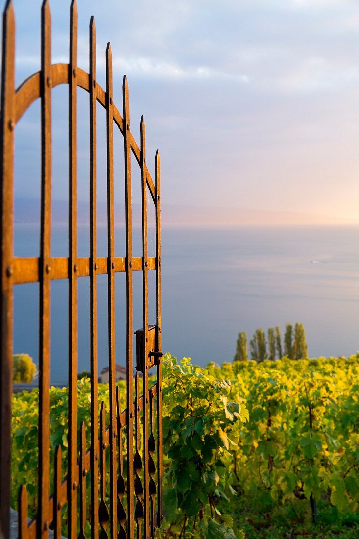 A view of the Lavaux vineyards on Lake Geneva, Switzerland