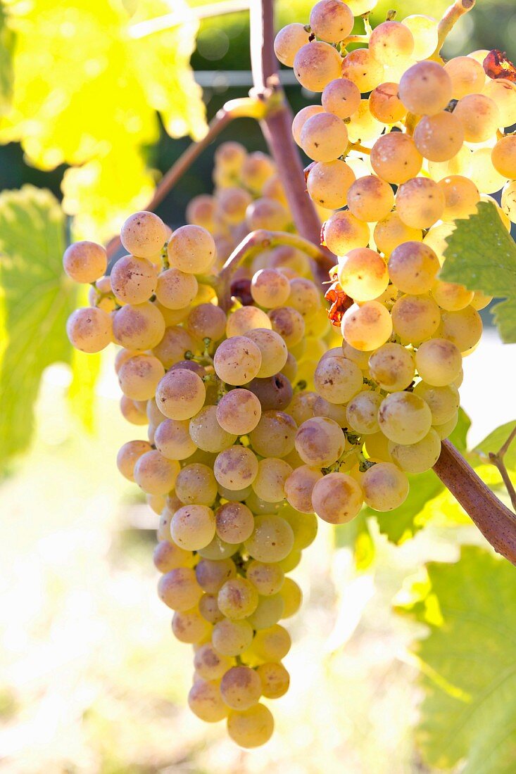 Grapes (mainly Chasselas), Lavaux wine growing region, Lake Geneva, Switzerland