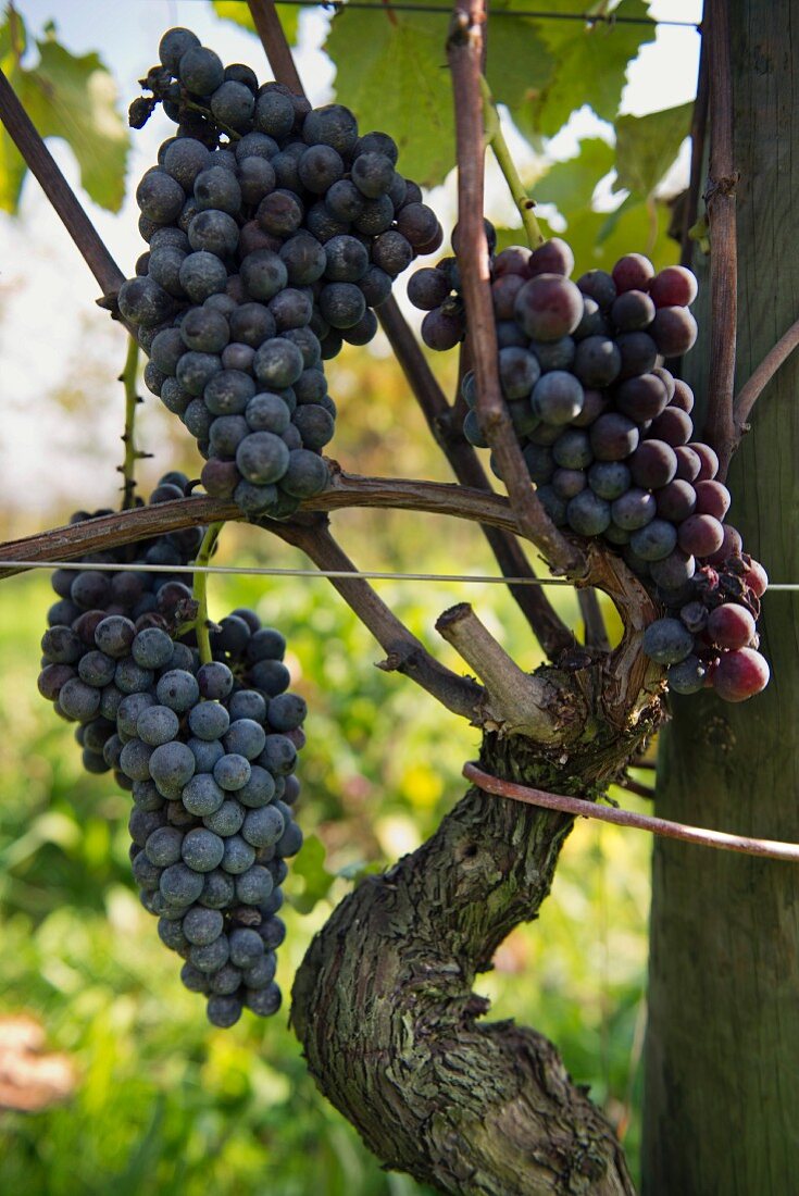 Three bunches of Nebbiolo grapes on a vine