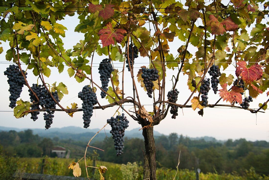 Ripe Nebbiolo grapes on a vine