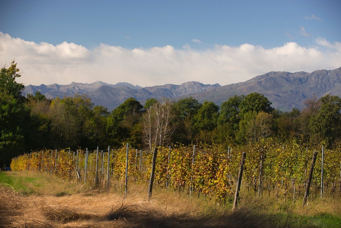 Vineyards in northern Piedmont owned by Luca und Paolo De Marchi in the region of Lessona