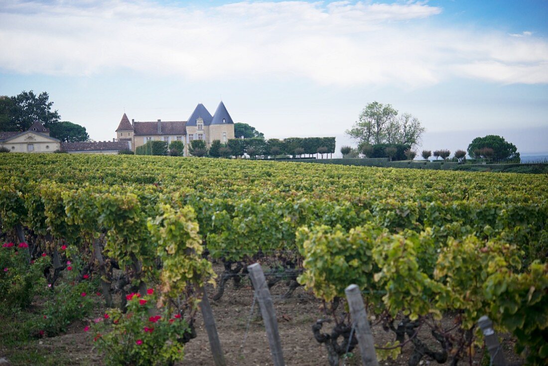 Chateau D'Yquem, winery in France