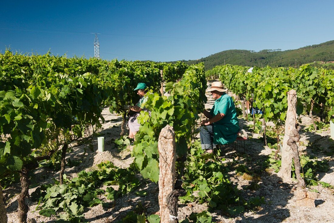 Winegrowers pruning vines