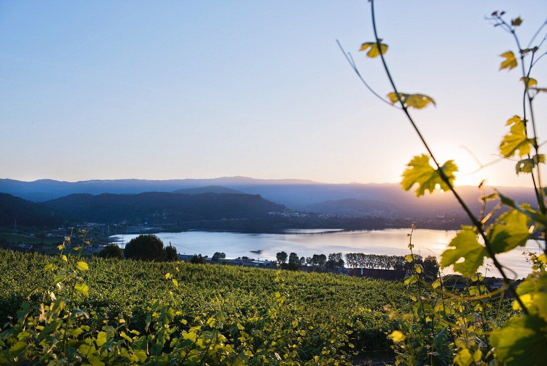 Sunset in the Minõ valley, vineyards belonging to the Eduardo Peña winery