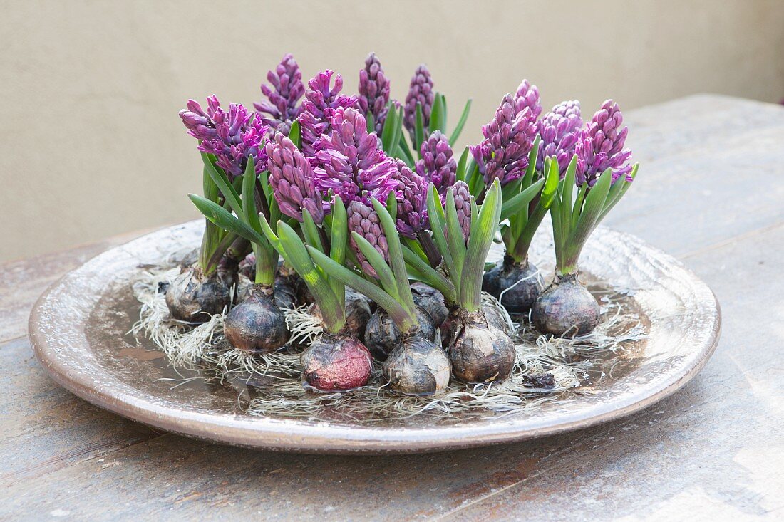 Violette Hyazinthen mit Zwiebeln in einer Schale