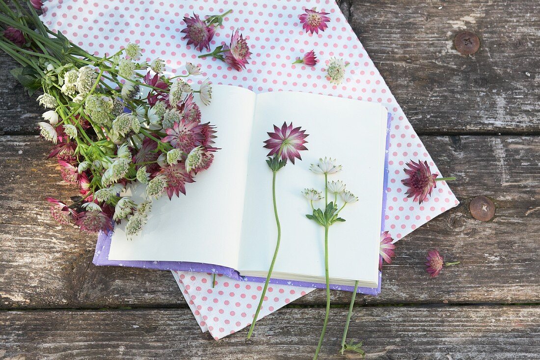 Astrantias on open notebook and polka-dot fabric