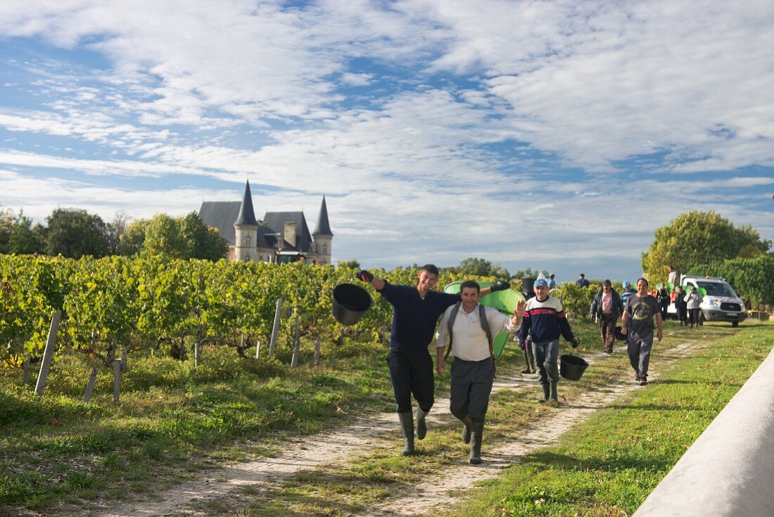 Weinlese, Château Pichon-Longueville-Baron, Bordeaux, Frankreich