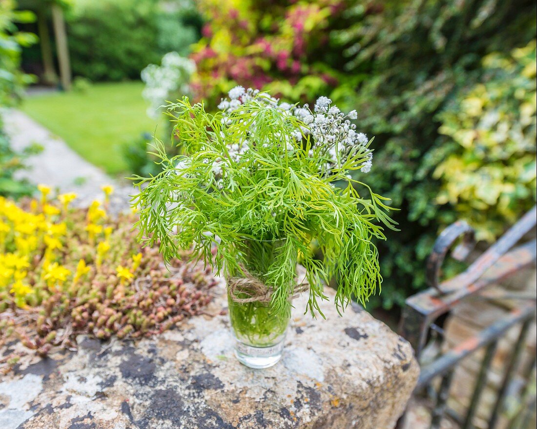 Dill im Wasserglas auf Steinmauer im Garten