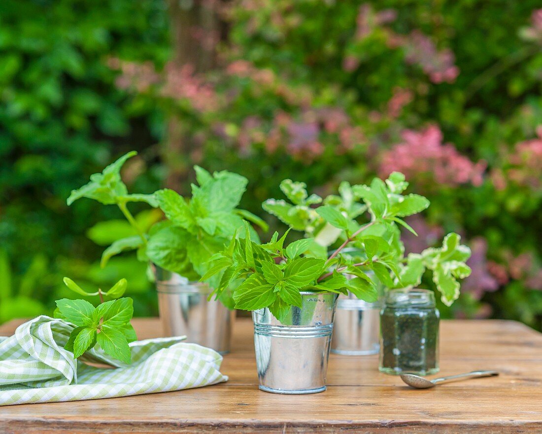 Three different types of mint in tin buckets on a wooden table in a garden