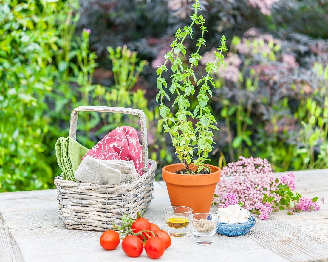Oregano in a flower pot on a garden table
