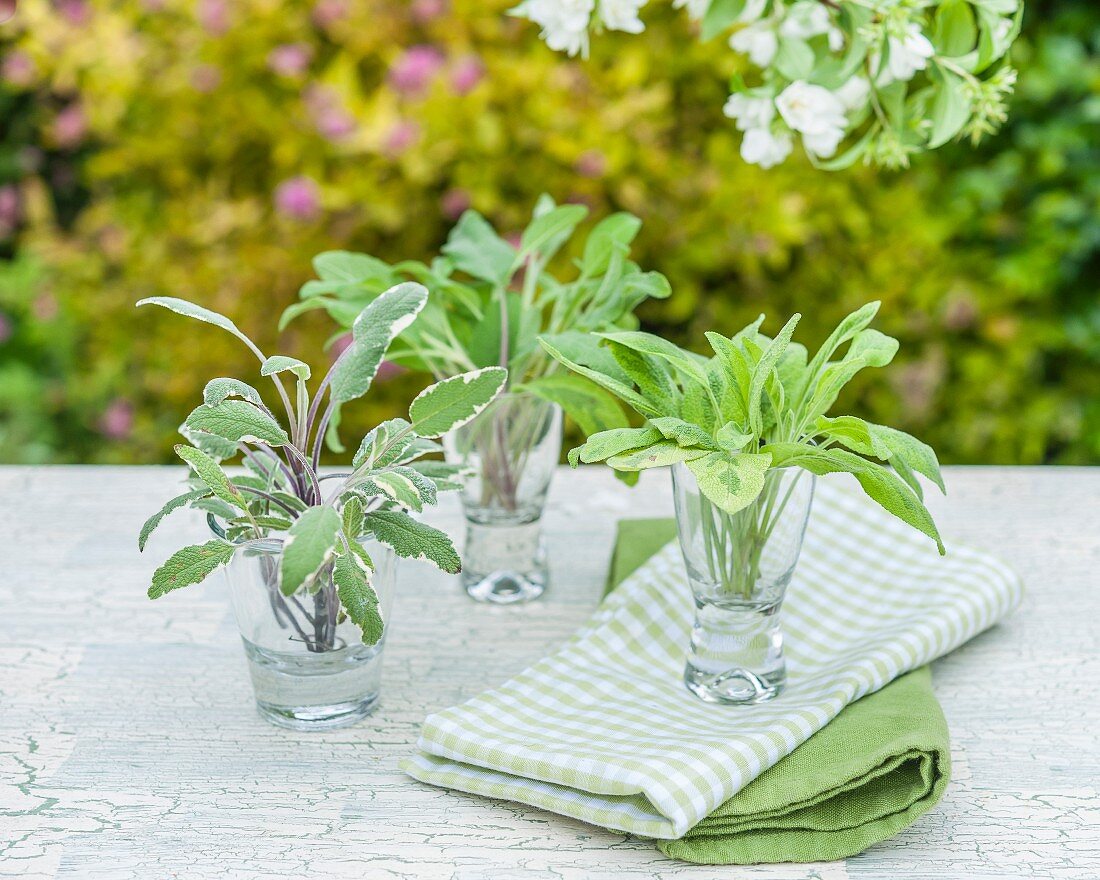 Three different types of sage in shot glasses on a garden table