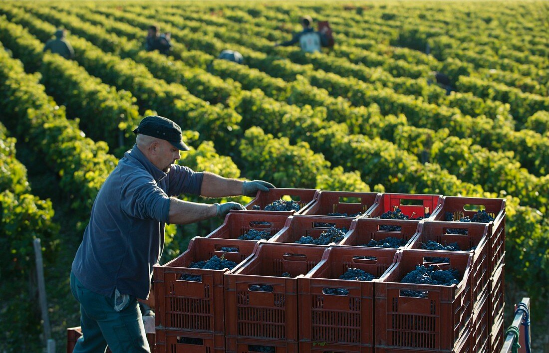 Grapes being harvested at Chateau Lascombes, Bordeaux, France