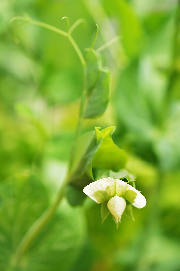 A pea flower in a garden (close-up)