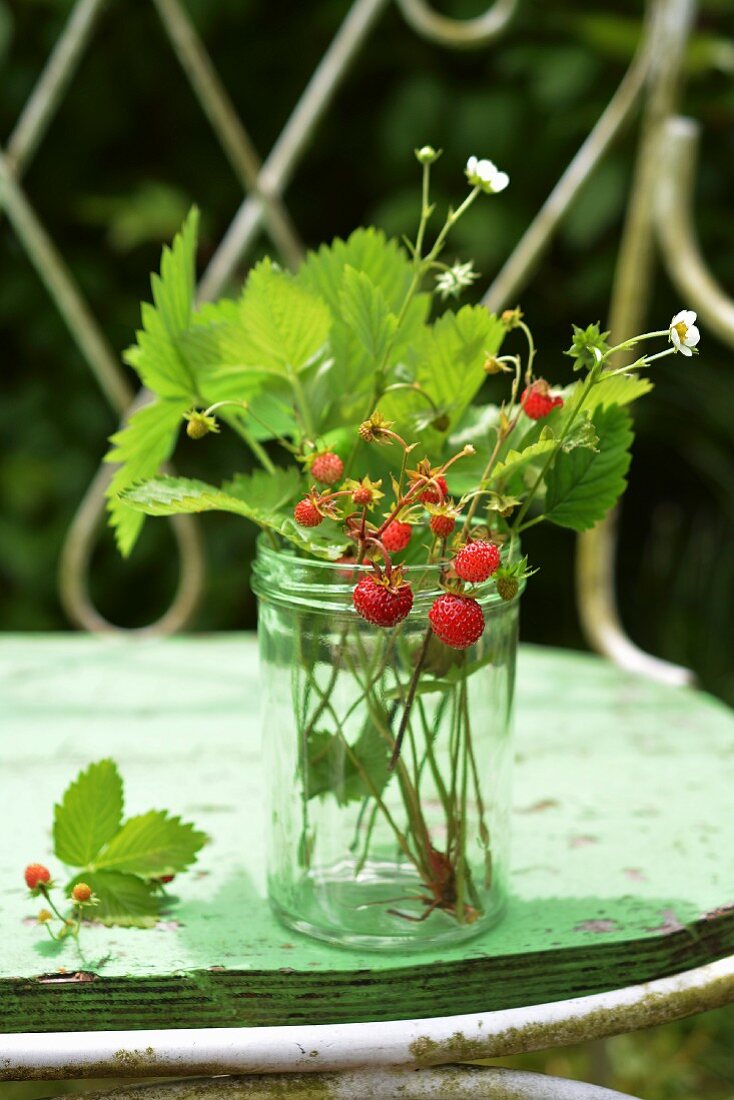 Sprigs of wild strawberries in a glass on a garden bench