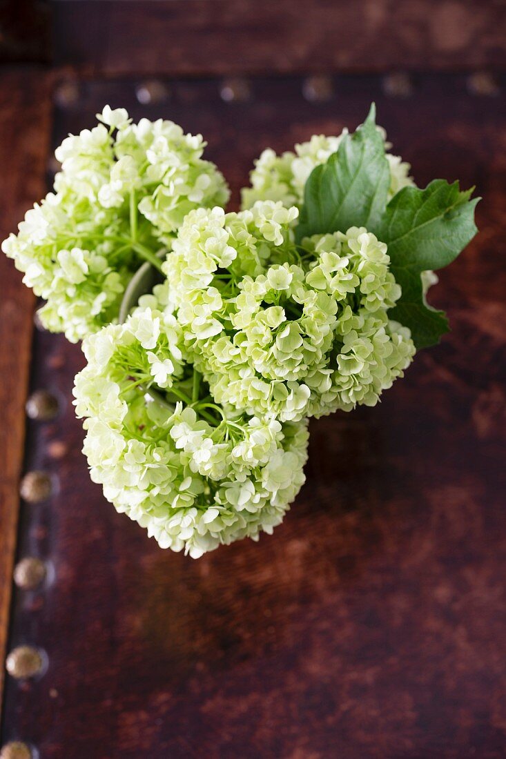 Blumenstrauss aus weissen Hortensienblüten (Aufsicht)