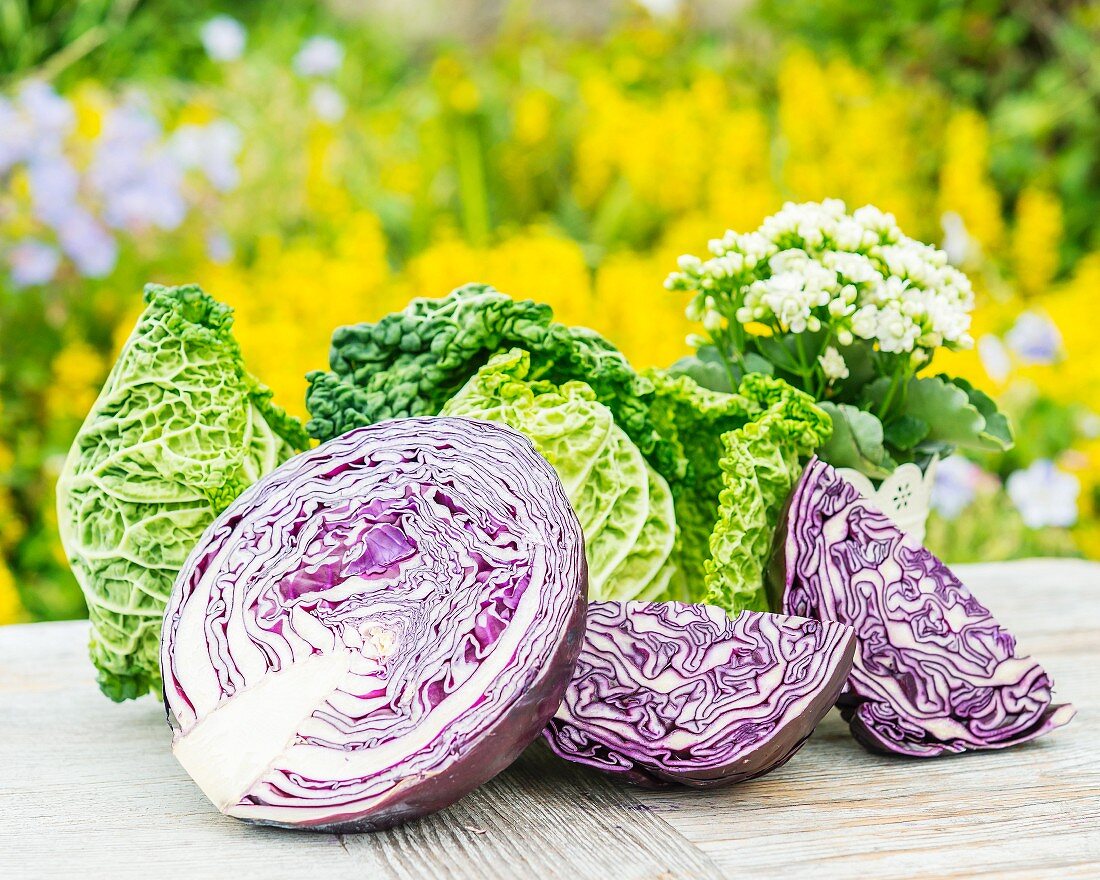 Sliced red cabbage and savoy cabbage