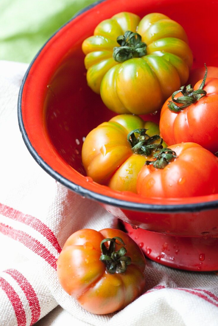 Organic tomatoes in a red colander