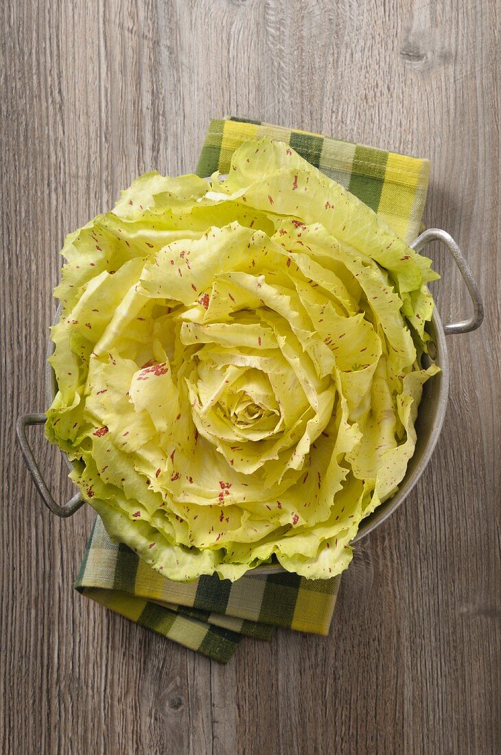 Radicchio di Castelfranco im Küchensieb