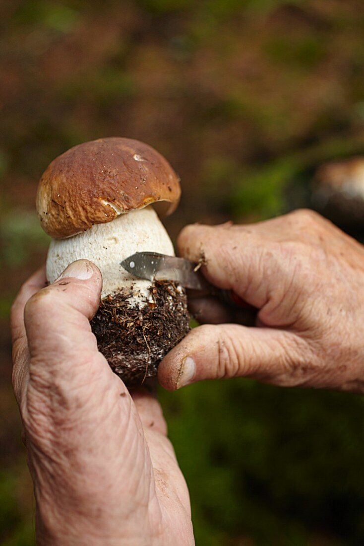 A man cleaning a porcini mushroom with a pocket knife