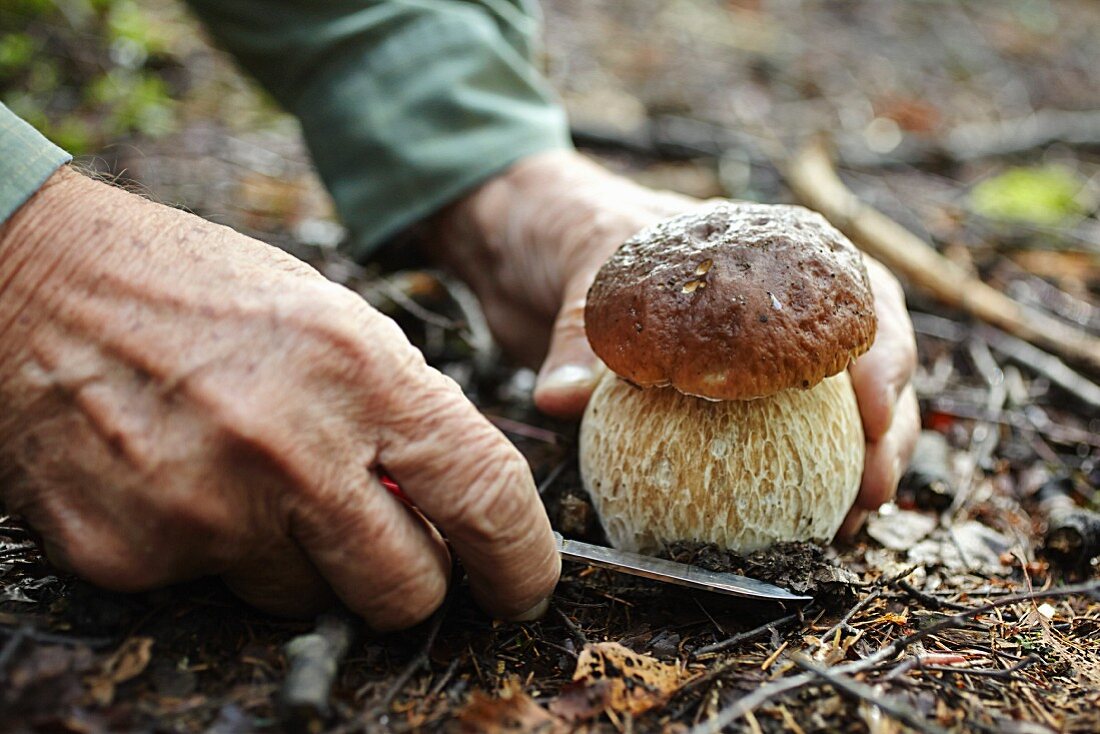A man slicing a porcini mushroom in a forest