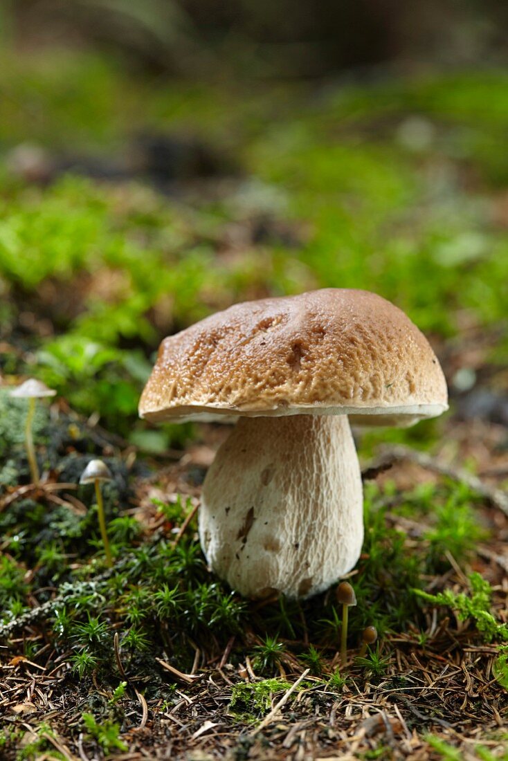 A porcini mushroom in a forest