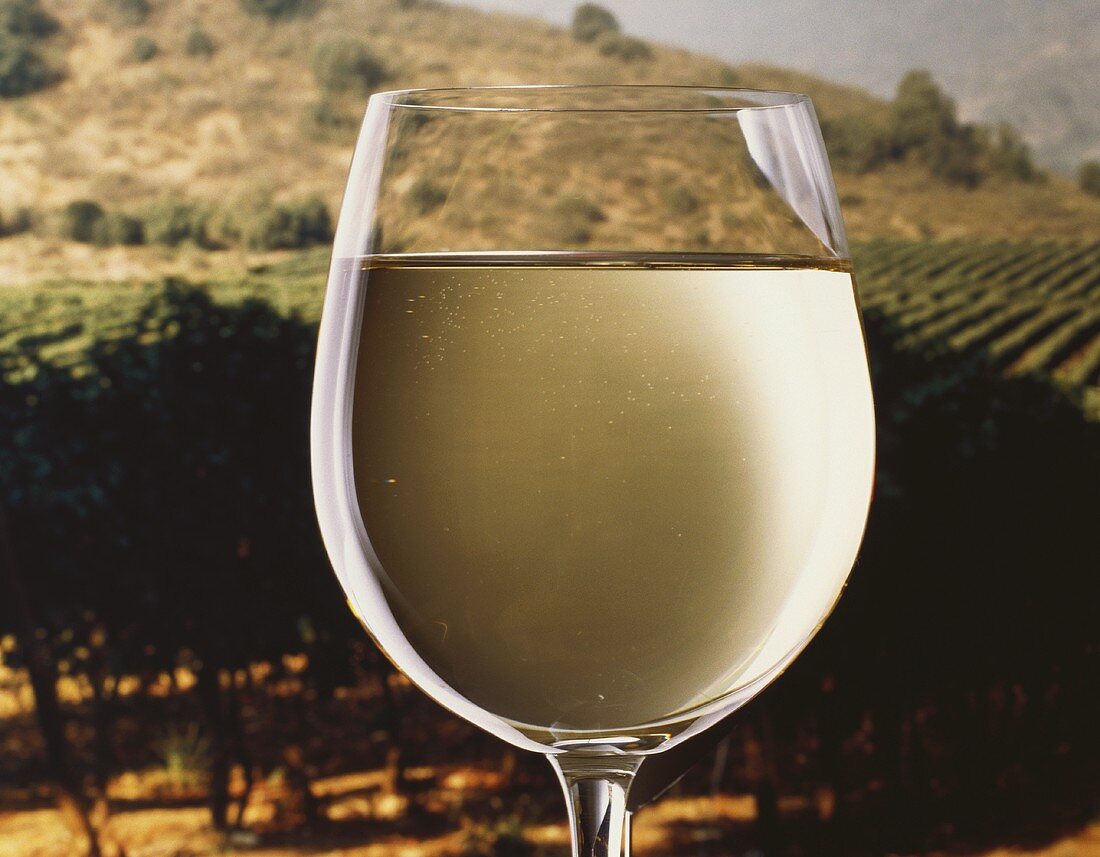A filled white wine glass in front of summery vineyard