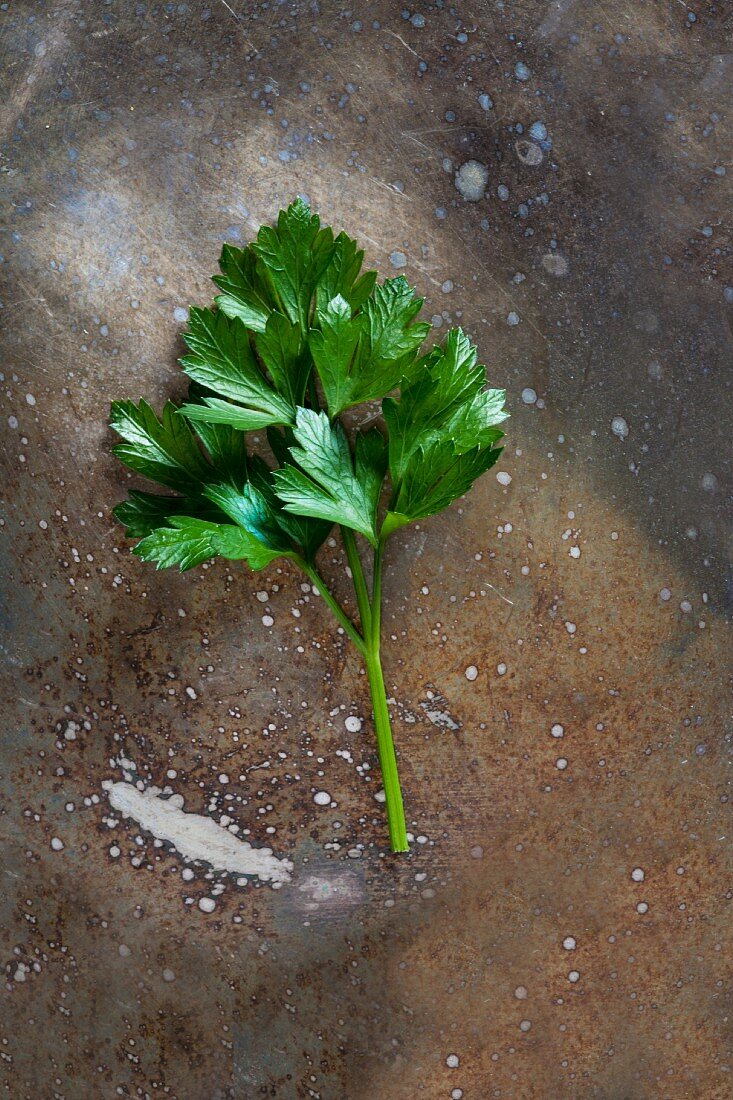 A leaf of parsley