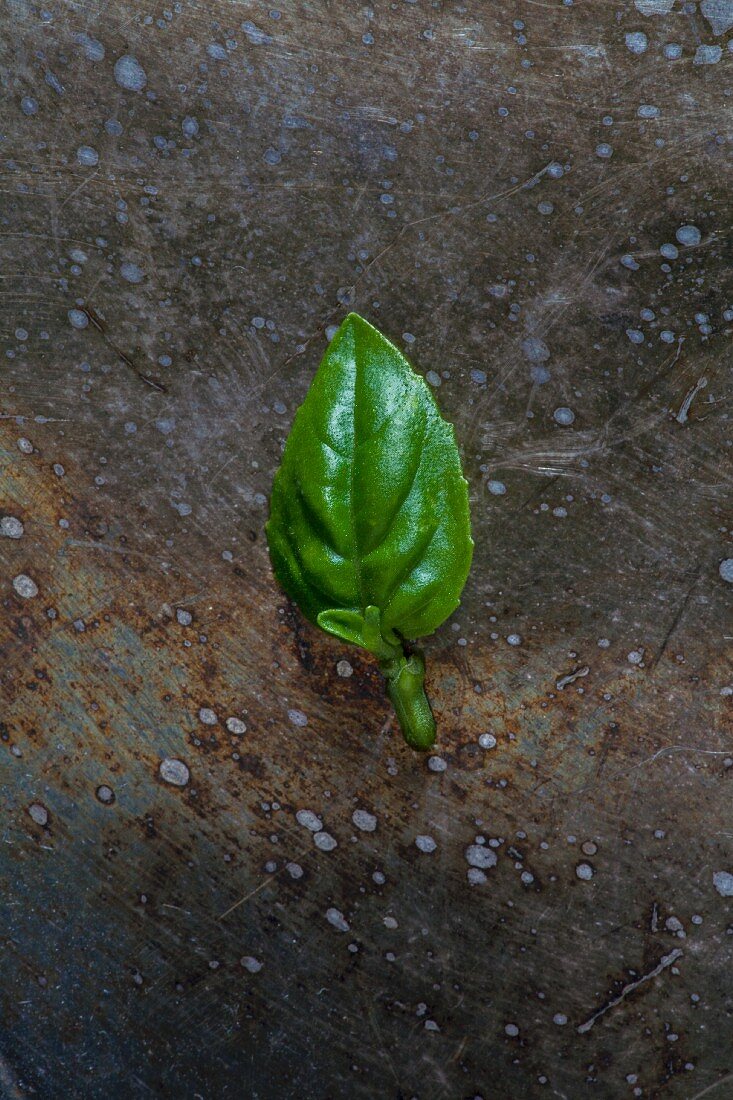 A small basil leaf