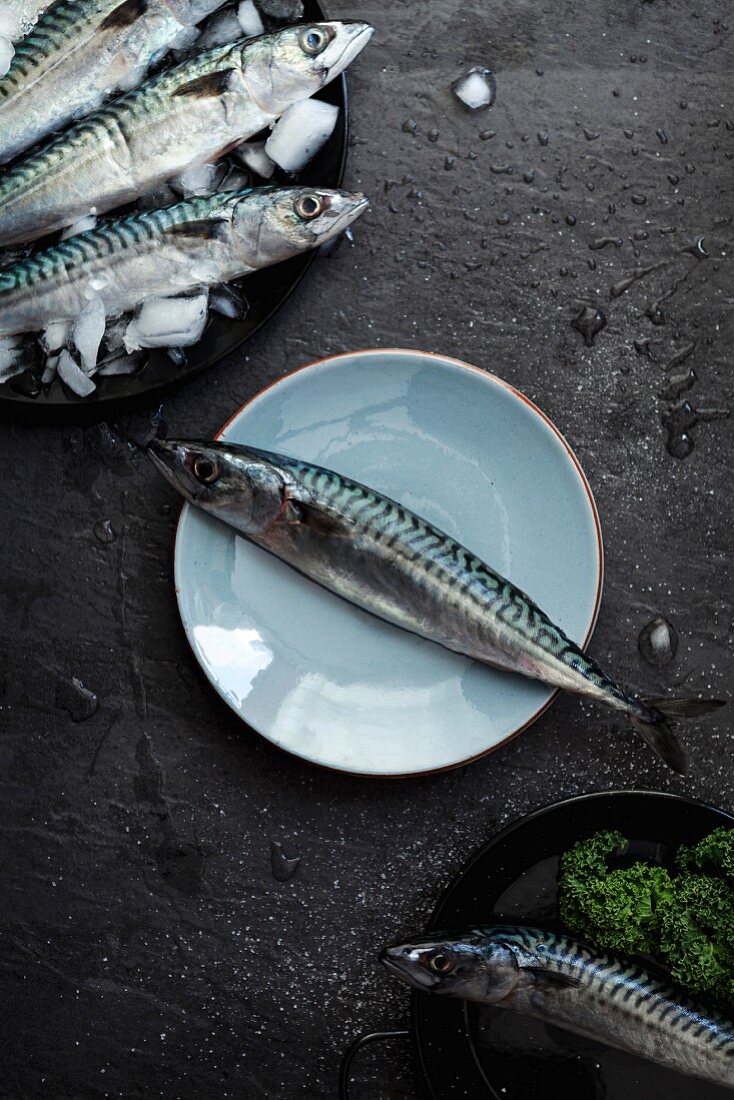 An arrangement with fresh sardines, one on a plate and others on a slate surface (seen from above)