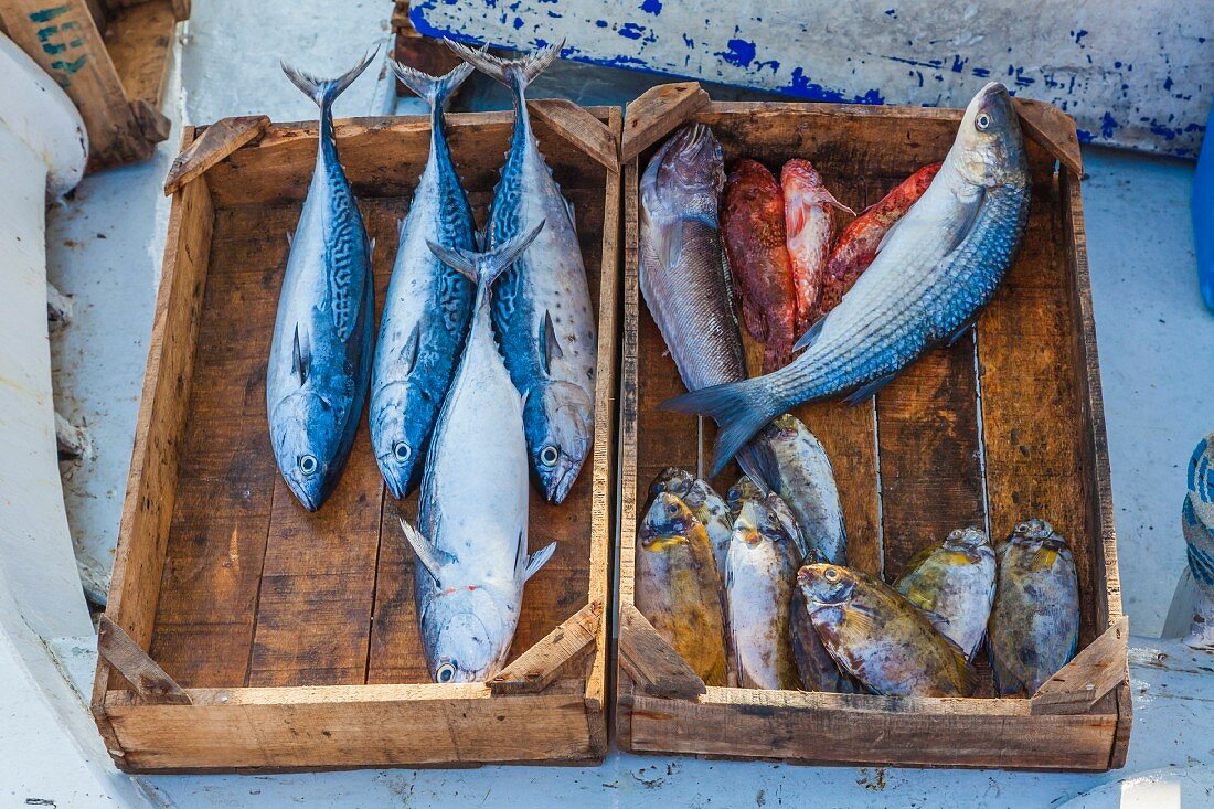 Freshly caught fish in a wooden crate at a harbour (Rhodes, Greece)