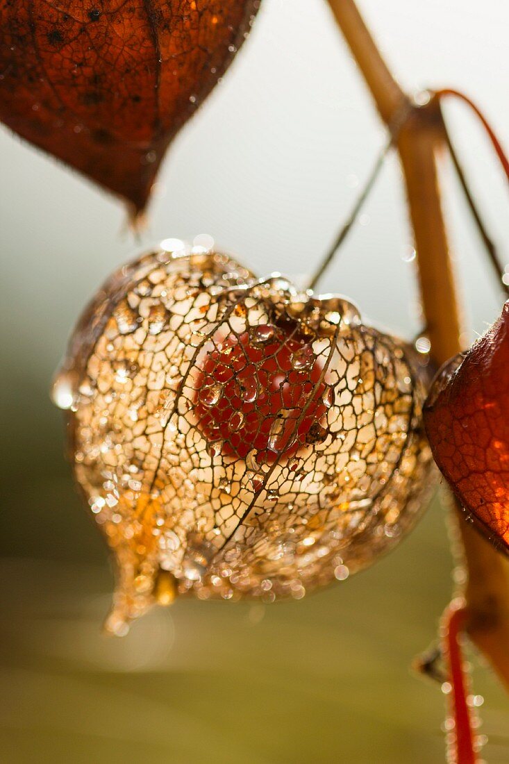 Lampionblume: Reife Frucht in durchscheinender Hülle mit Tautropfen im Herbstlicht (Nahaufnahme)
