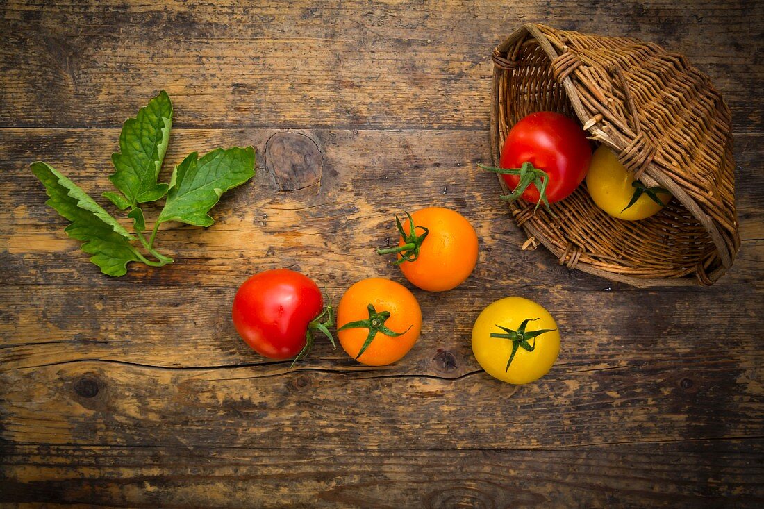 Umgekippter Weidenkorb mit roten, gelben und orangefarbenen Tomaten